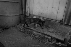 6 CAT DSF4345 ©izumimasakazu