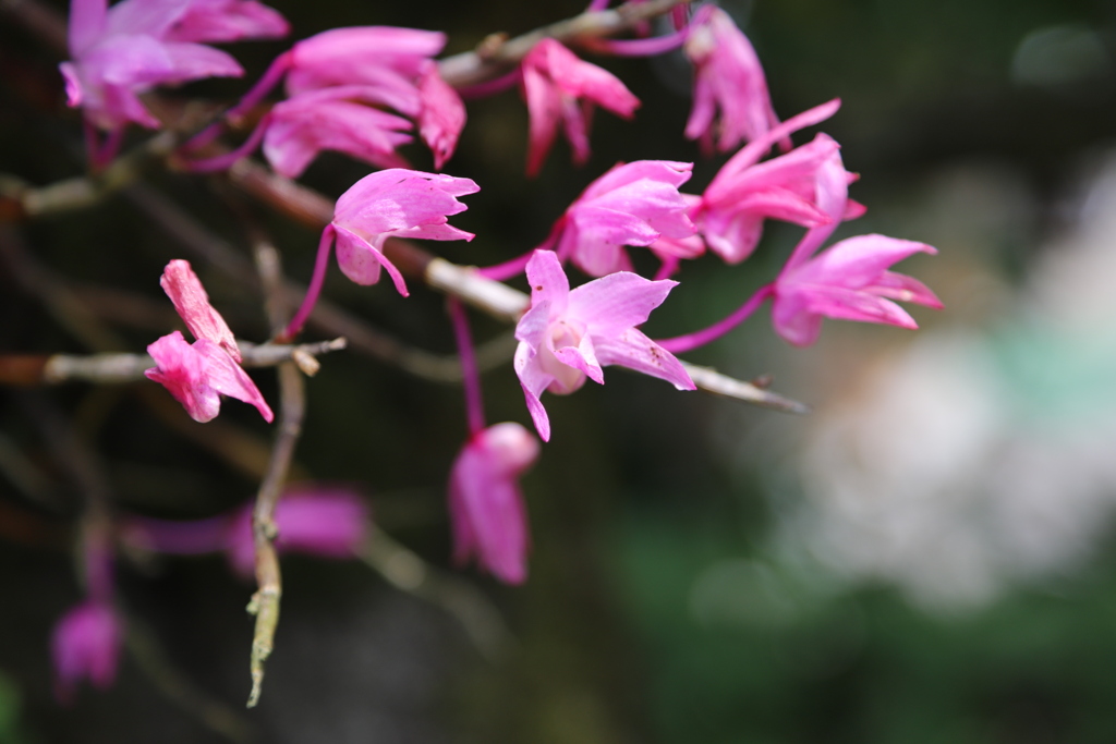 庭の花