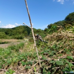 トンボが虻を食べ終わる