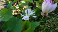 花連
