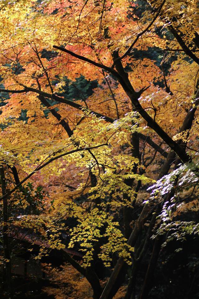 那谷寺 紅葉