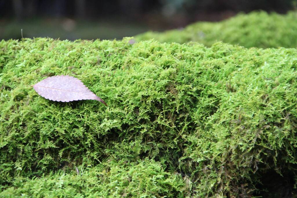 那谷寺：苔の上