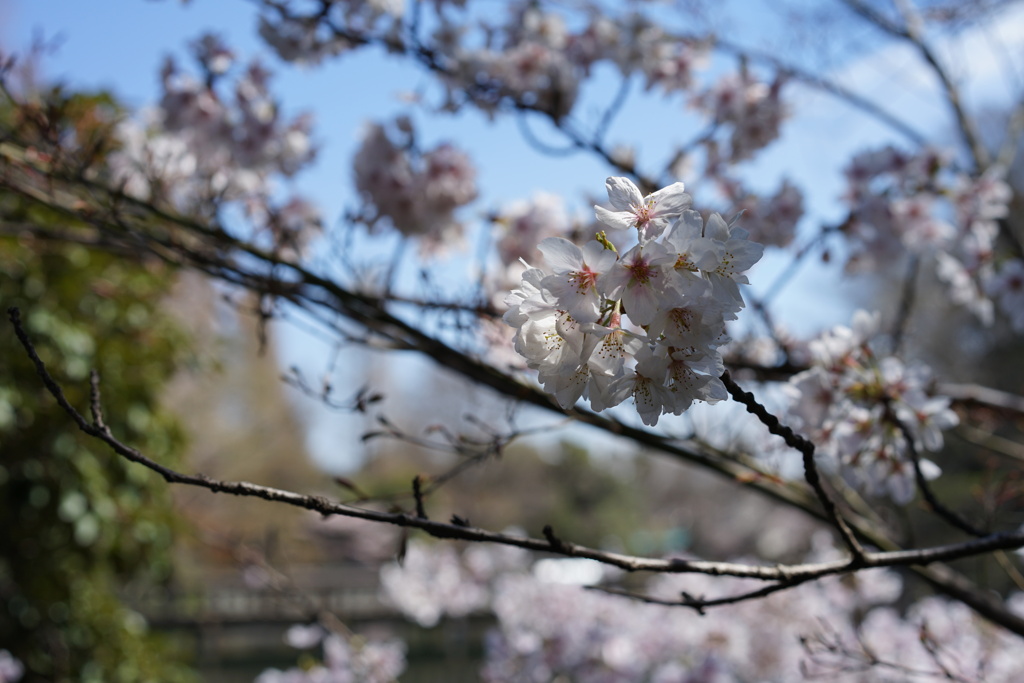 井の頭の桜２