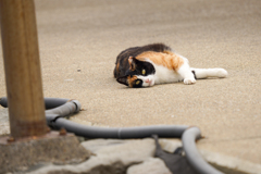 昼猫