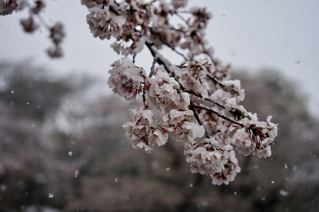 名残雪