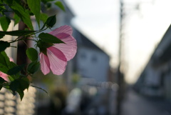 薄暮の花