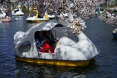 井の頭の桜3