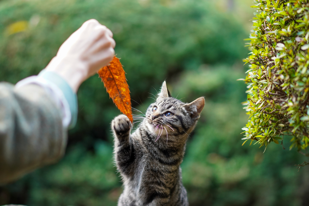猫ちゃんその1
