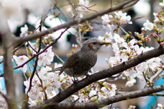 鳥さん習作その3