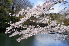 井の頭の桜