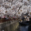 目黒の桜