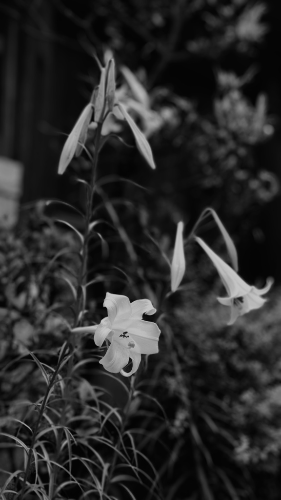 ノープラン旅:民家の花