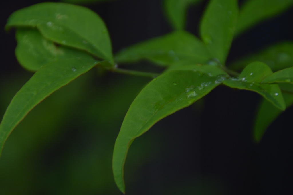 雨