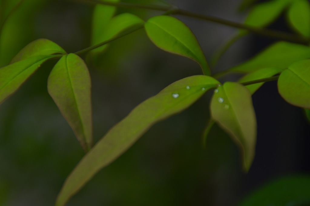 雨