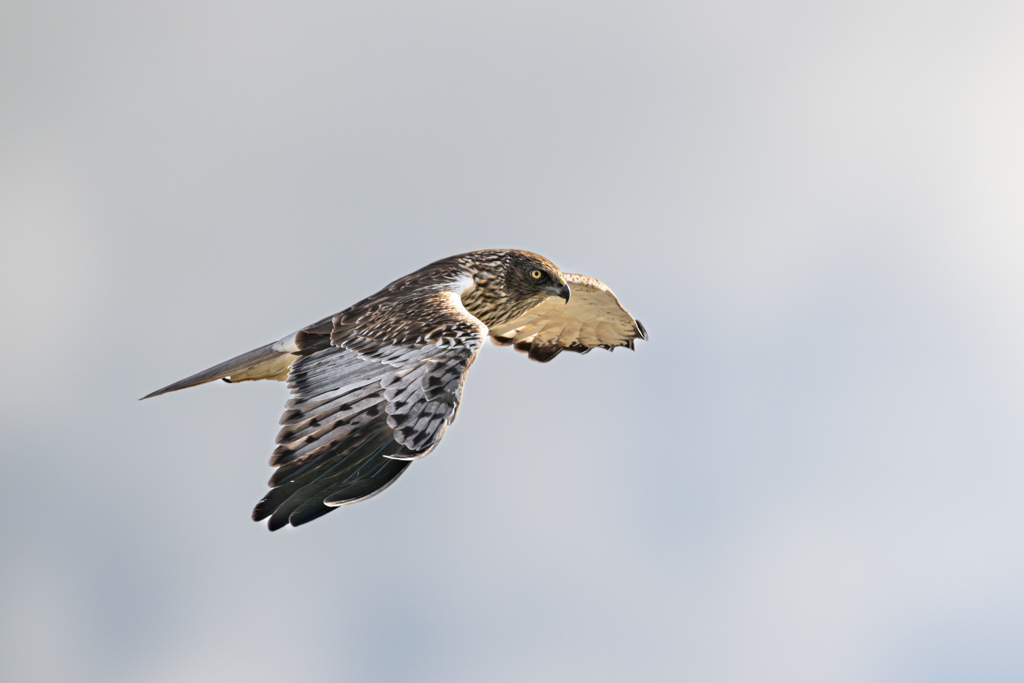 大陸型チュウヒ