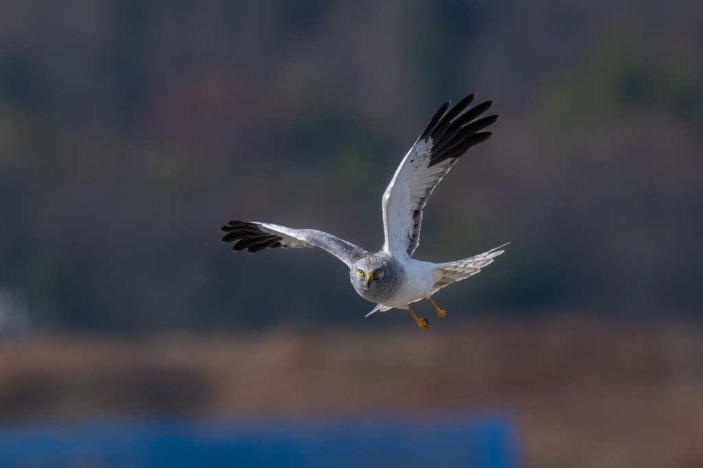 ハイイロチュウヒ