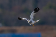 ハイイロチュウヒ