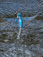 カワセミ
