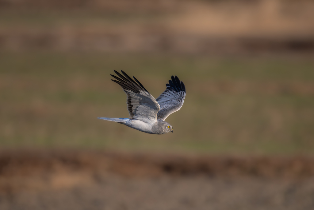 ハイイロチュウヒ