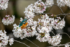 桜とカワセミ