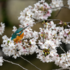桜とカワセミ