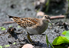 アメリカウズラシギ