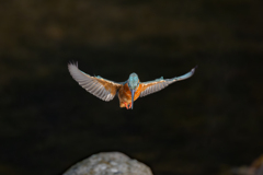 カワセミ