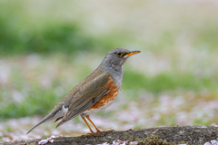 カラアカハラ