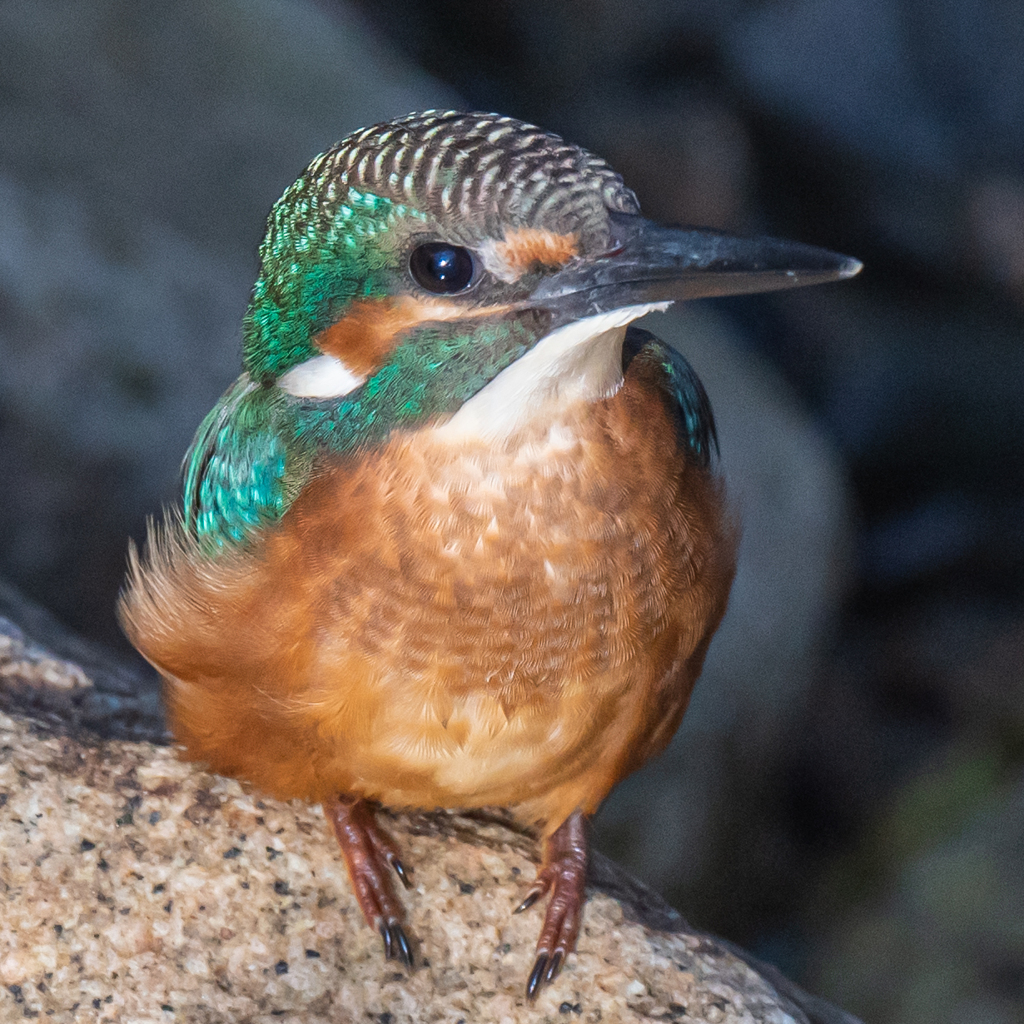 カワセミ幼鳥