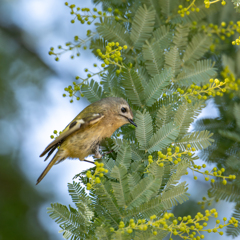 キクイタダキとミモザ