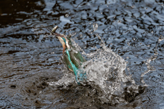 カワセミ