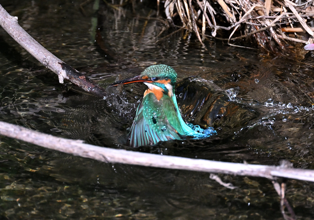 カワセミ