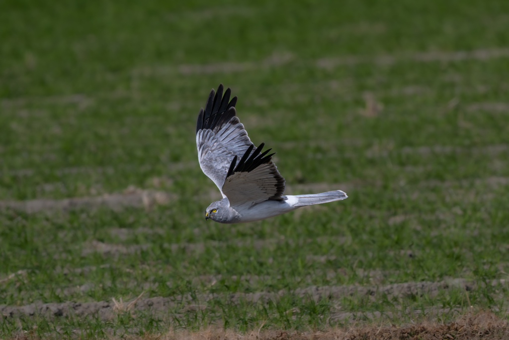 ハイイロチュウヒ