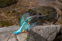 カワセミ