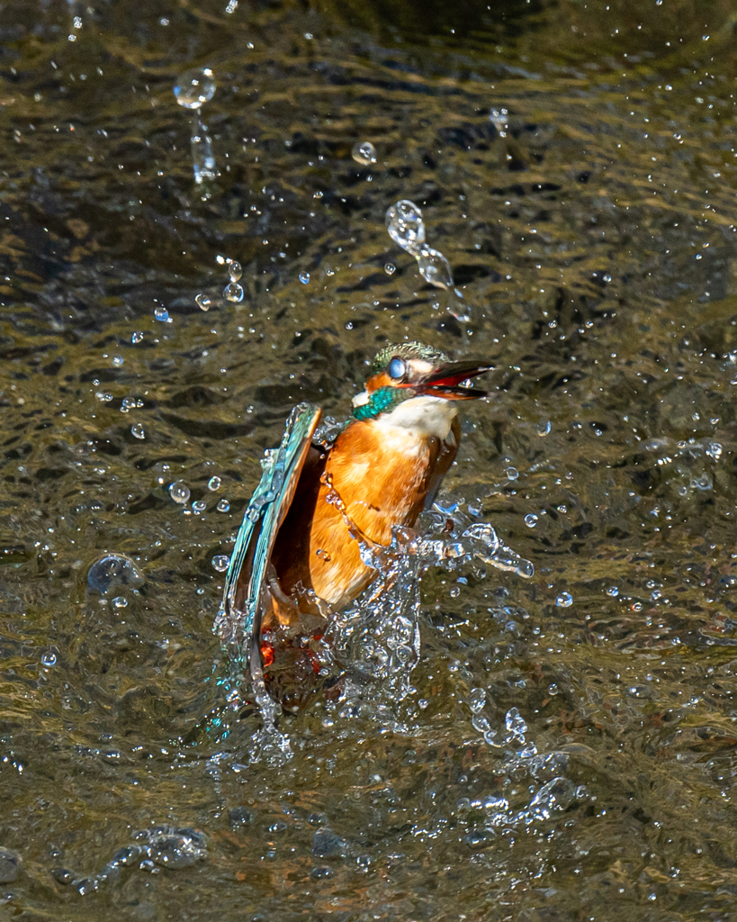 水中から浮上するカワセミ