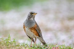 カラアカハラ