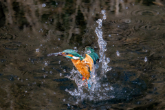 カワセミ