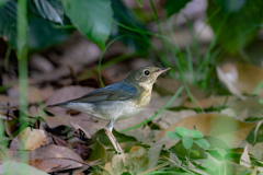 コルリ若鳥
