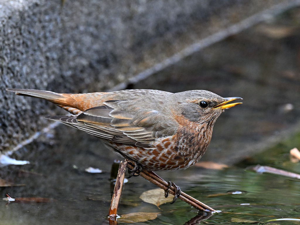 ハチジョウツグミ