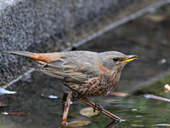 ハチジョウツグミ