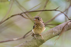 オオルリ幼鳥
