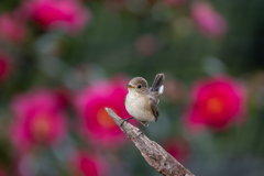 ニシオジロビタキ