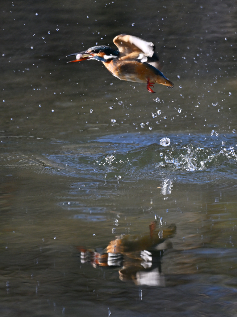 カワセミ