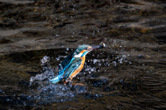 カワセミ