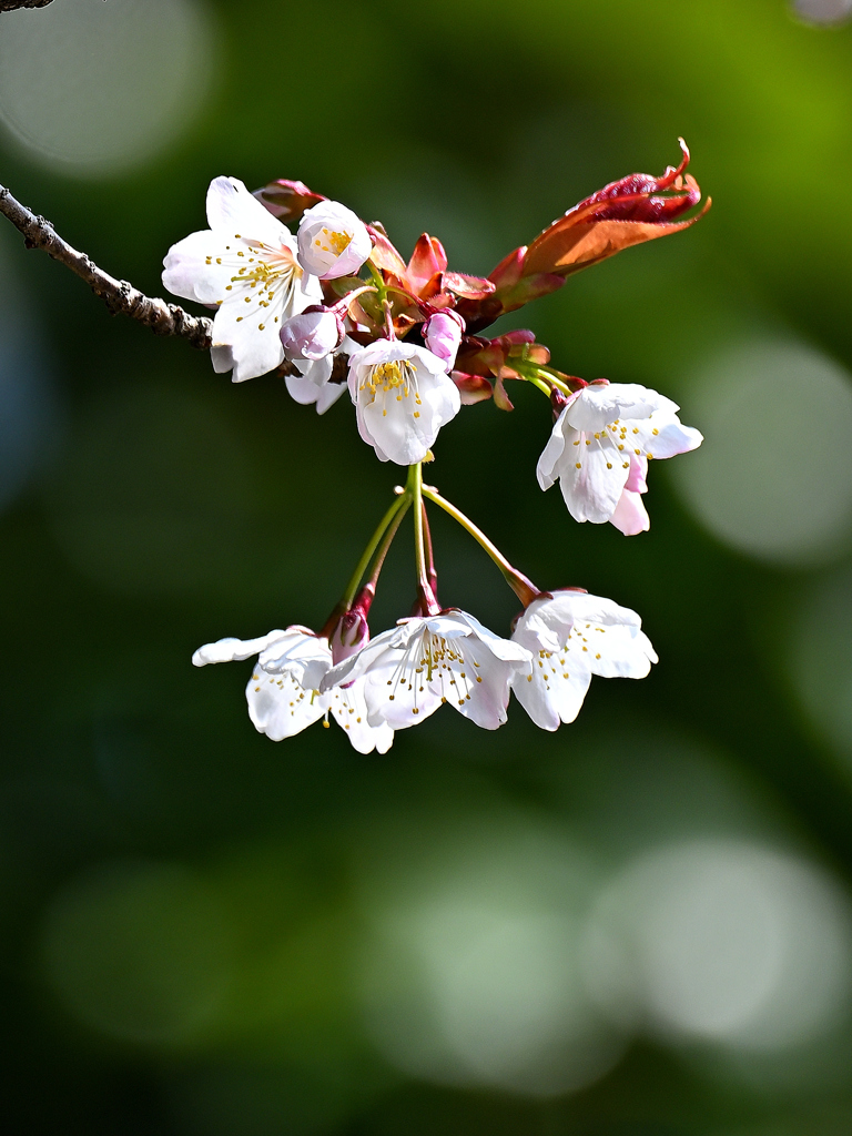 桜の開花