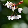 桜の開花