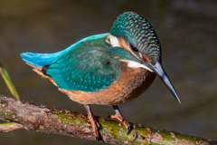 カワセミ幼鳥