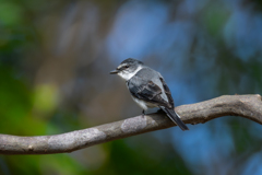リュウキュウサンショウクイ