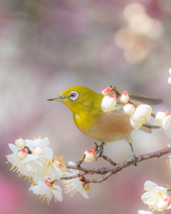 ウメジロー