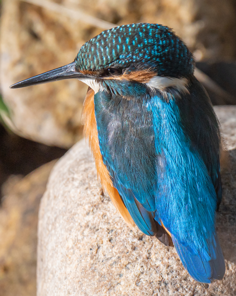 カワセミ幼鳥